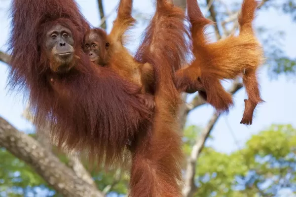 Orangutans in Borneo, Indonesia