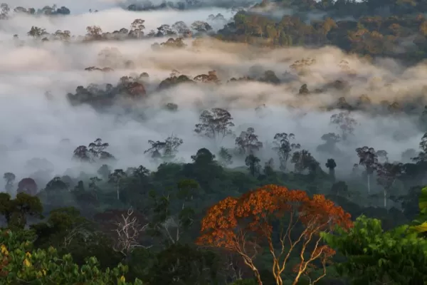 Cloudy jungle of Borneo