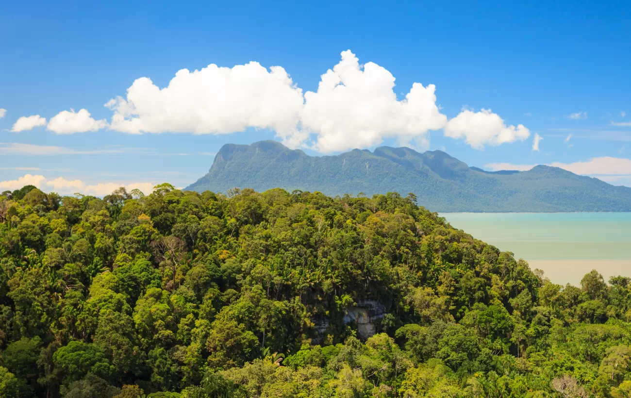 Tropical jungle of Borneo