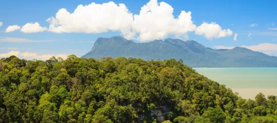 Tropical jungle of Borneo