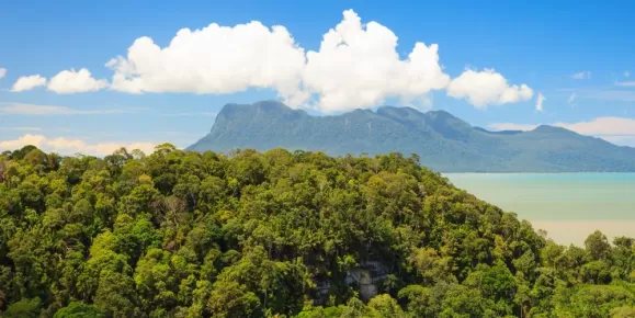 Tropical jungle of Borneo