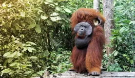 Orangutan walking through the jungle