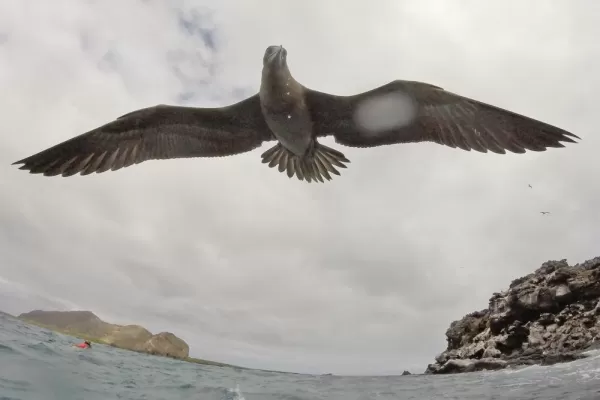 Immature red-footed booby trying to land on my head!
