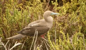 Red Footed booby