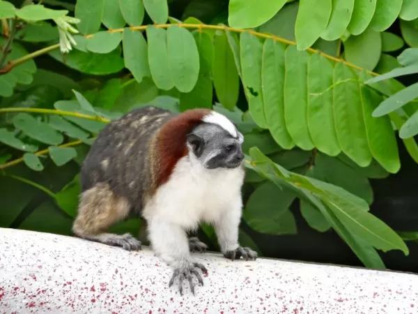 The Titi monkey