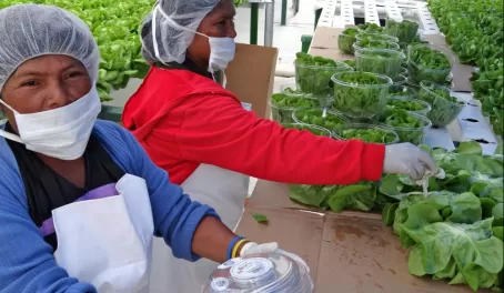workers packaging the lettuce