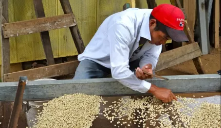 hand-picking the coffee beans for roasting