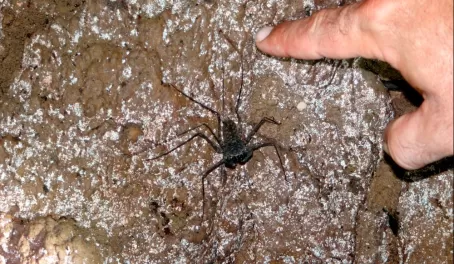 our guide points to a scorpion spider