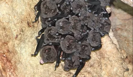 the bats looking down on us