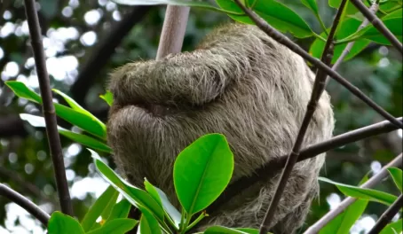 Juvenile three-toed sloth