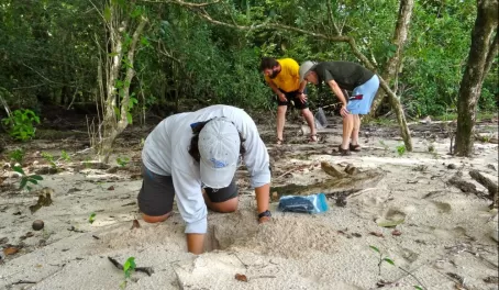 digging and looking for turtle eggs