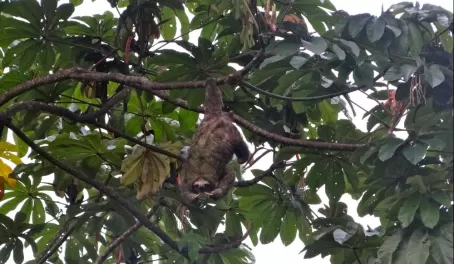 three-toed sloth outside our cabin at Tranquilo Bay