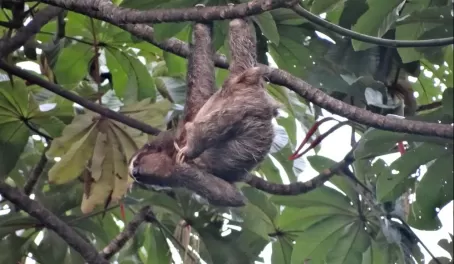 three-toed sloth outside our cabin at Tranquilo Bay