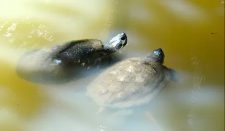 turtles at Metropolitan National Park in Panama City