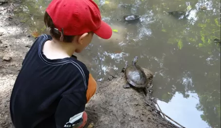 Toby watches the turtle at the park