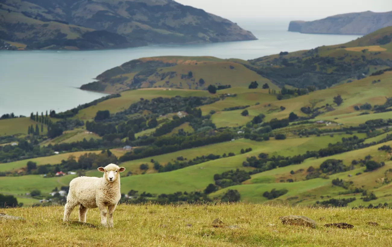 Sheep and landscape