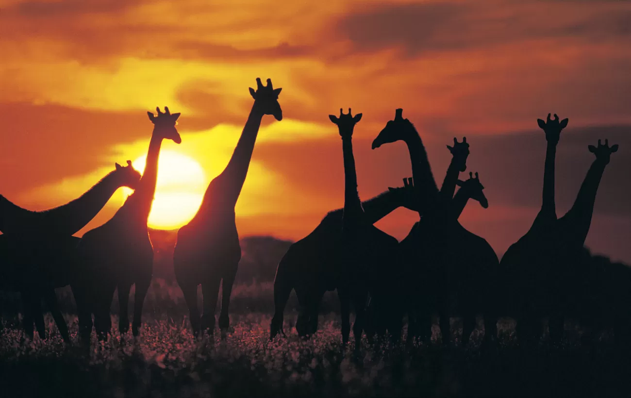 Giraffe herd silhouette against sunset