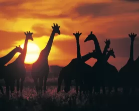 Giraffe herd silhouette against sunset