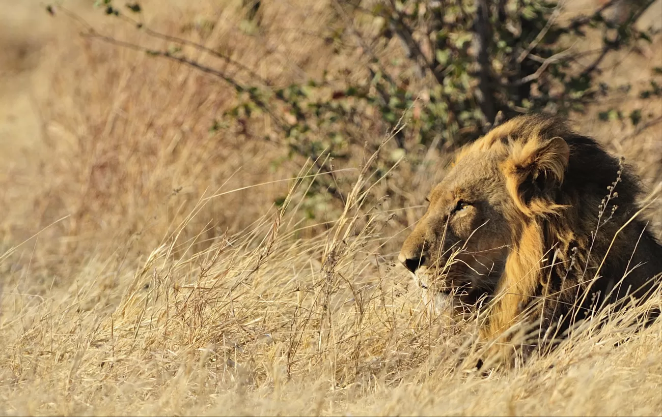 Lion in Chobe National Park