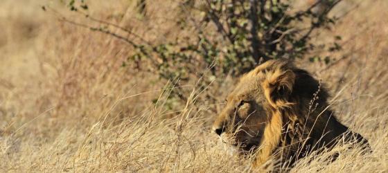 Lion in Chobe National Park