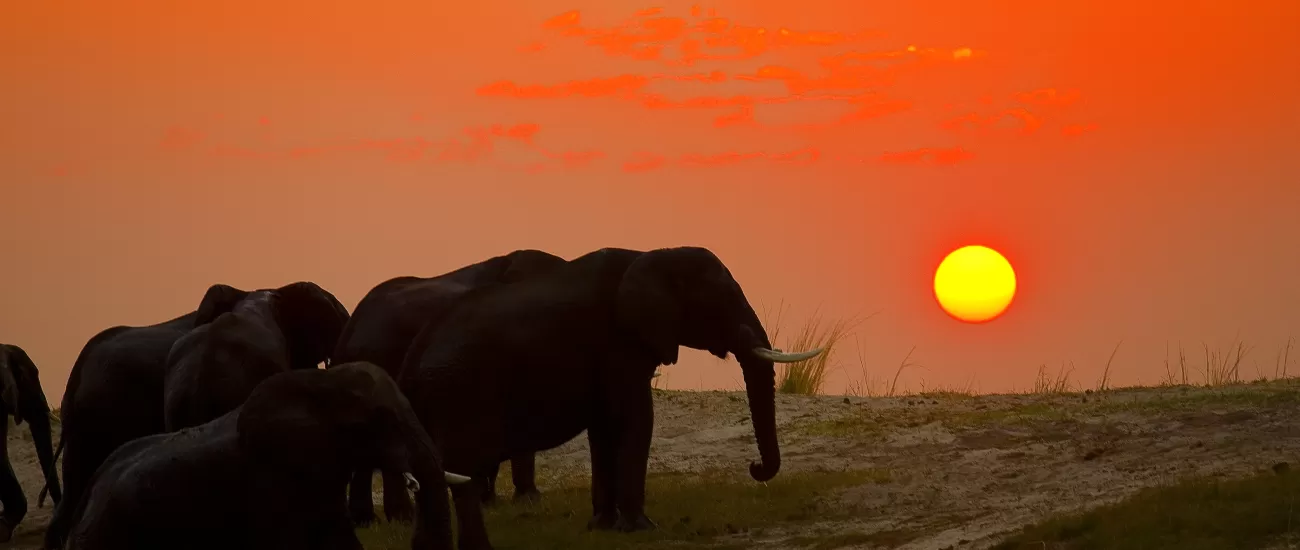 Elephant herd crossing the Chobe river at sunset