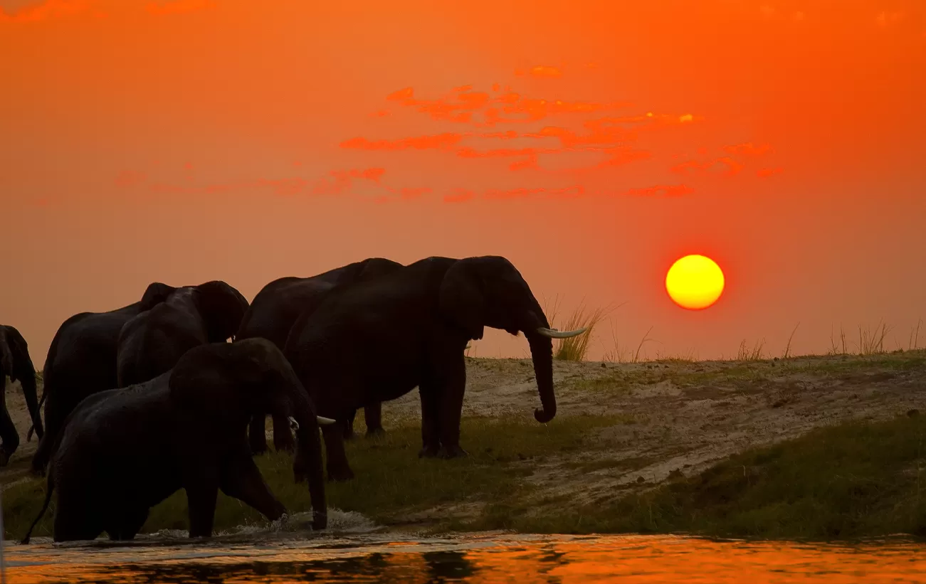 Elephant herd crossing the Chobe river at sunset