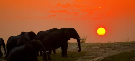 Elephant herd crossing the Chobe river at sunset