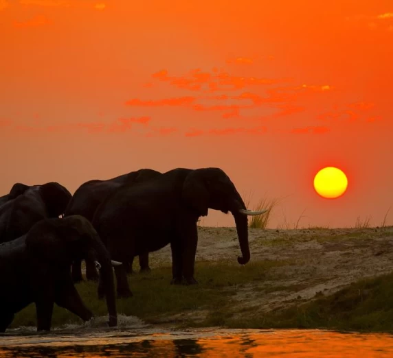 Elephant herd crossing the Chobe river at sunset