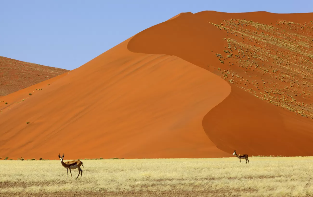 Springbok at red sand dunes in Namibia