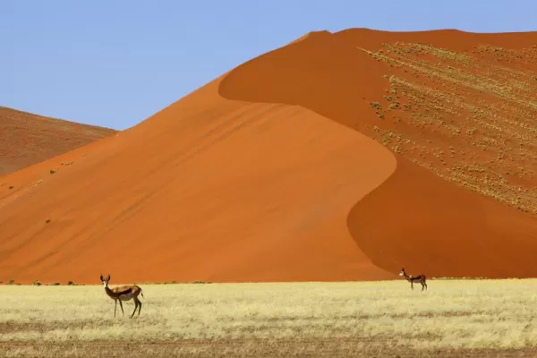 Springbok at red sand dunes in Namibia