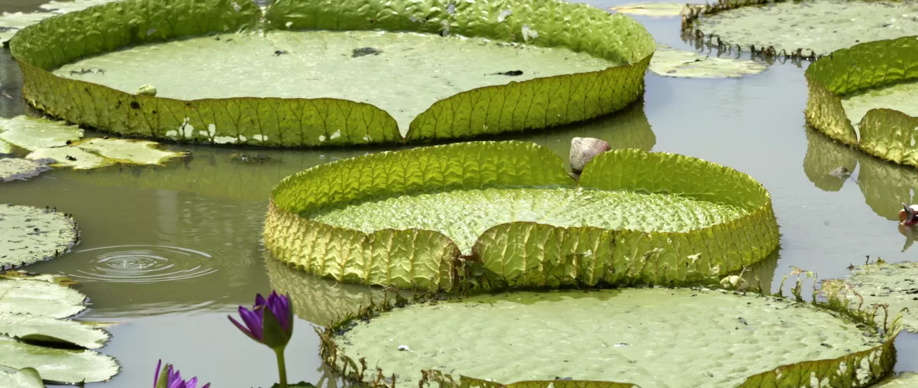 Water lily pads
