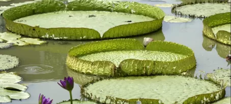 Water lily pads