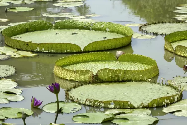 Water lily pads
