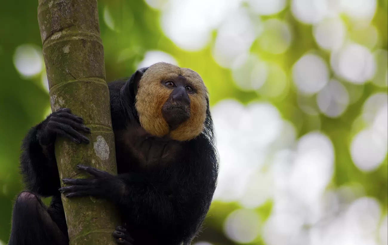 Saki Monkey in the Amazon
