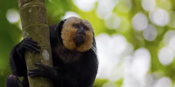 Saki Monkey in the Amazon