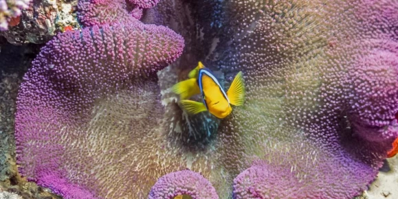 Colorful coral reef and fish