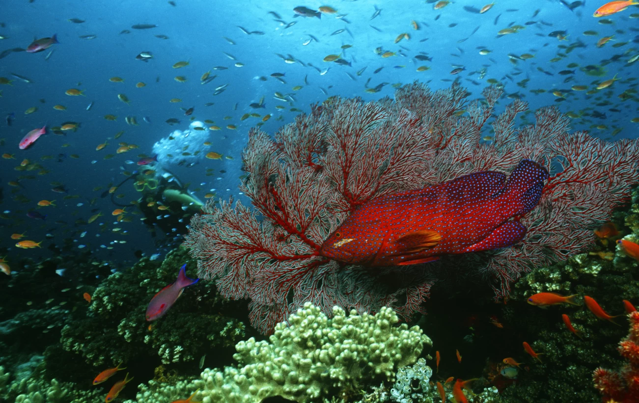 Coral grouper, diver, & school of fish