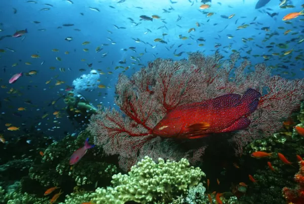 Coral grouper, diver, & school of fish
