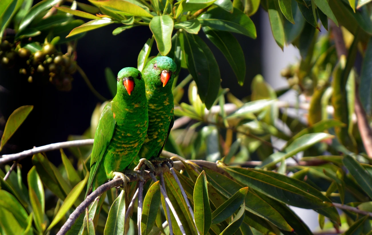 Parrots in Papua New Guinea