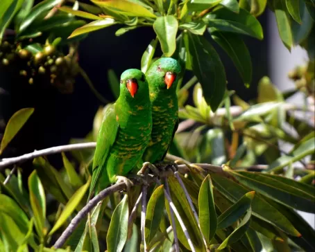 Parrots in Papua New Guinea