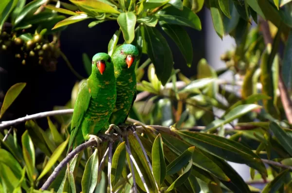 Parrots in Papua New Guinea