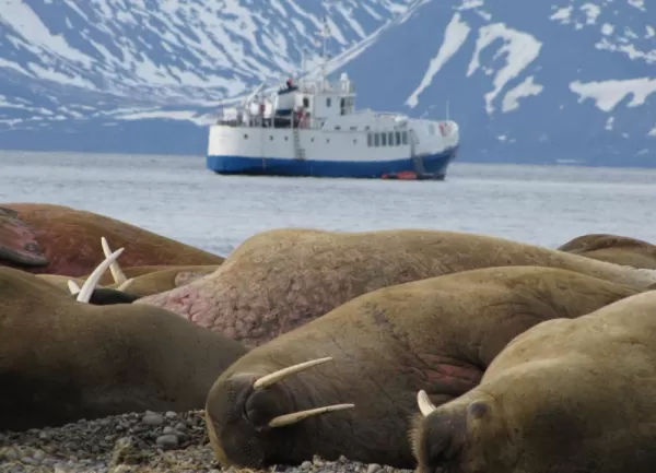 View walruses on your Svalbard tour