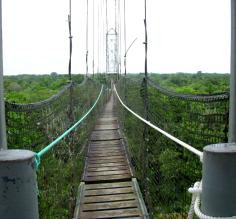 We are high above the canopy looking for toucans and more.