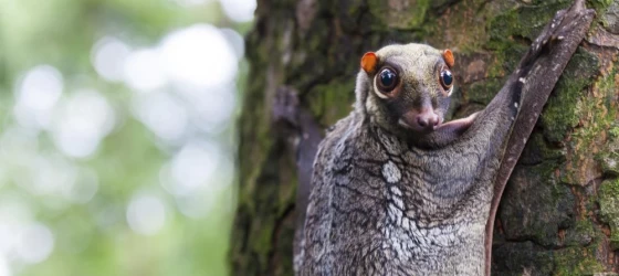 Flying squirrel on a tree