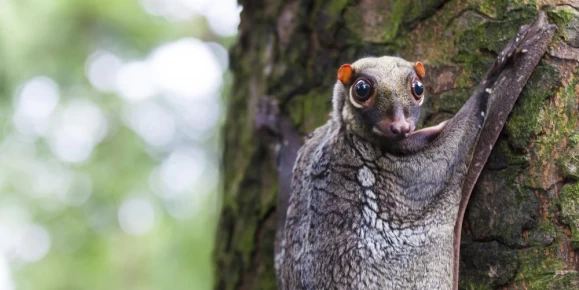 Flying squirrel on a tree