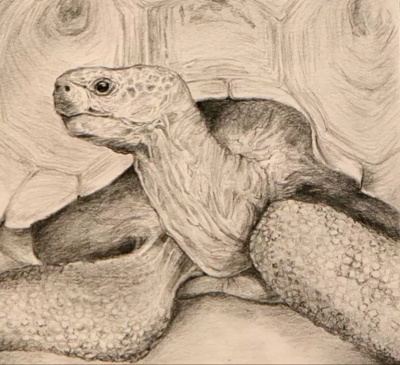 Galapagos tortoise, pencil