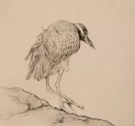 Yellow-crowned Night Heron, pencil