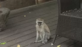 Baboon making the dining room his own