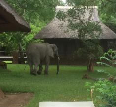 George looking for mangoes in the courtyard