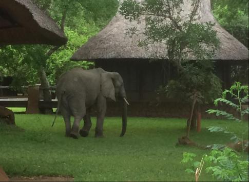 George looking for mangoes in the courtyard